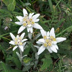 Leontopodium nivale subsp. alpinum - Alpen-Löwenfüsschen