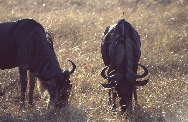 Wildebeest in morning light