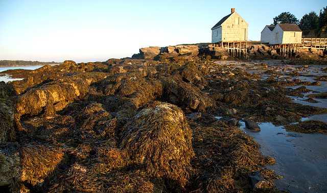 Seaweed, rocks