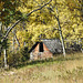 Old log cabin/barn seen through the trees