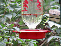 Ruby-throated hummingbirds