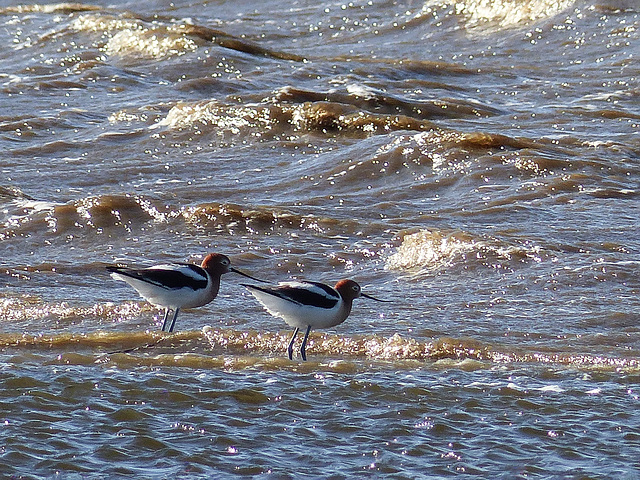 American Avocets