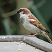 Day 8, House Sparrow, Santa Ana NWR