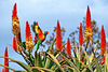 Lorikeets and cactus flowers