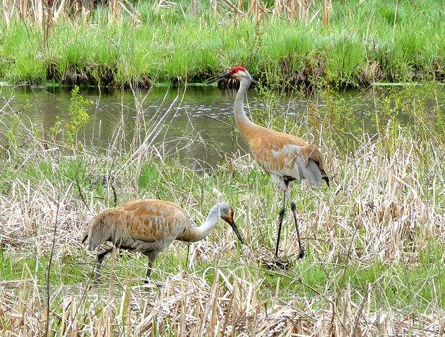 Sandhill Cranes in our park.