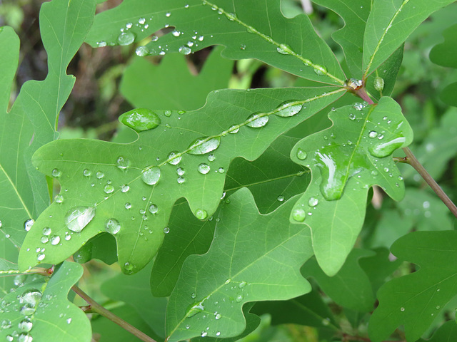 Raindrops on oak leaves