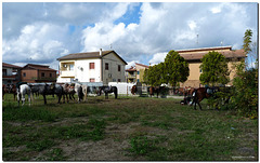 Horses- Cavalli