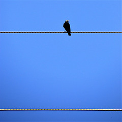 Like a Bird on a Wire...* - HFF