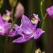 Calopogon tuberosus (Common Grass-pink orchid) in the bog garden