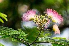 Mimosa Tree (Explored)