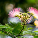 Mimosa Tree (Explored)