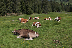 glückliche Kühe - gutes Futter, weit ausgedehnte Weideflächen.....