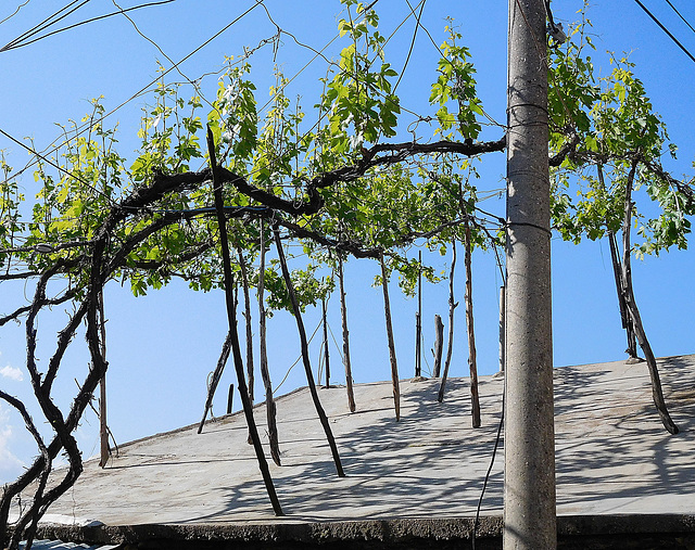 Rooftop vines
