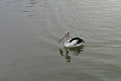 Pelican reflecting