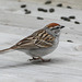 Chipping Sparrow, Tadoussac, Quebec
