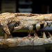 crâne de Reptile , Crétacé marocain