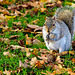 Another Grey Squirrel