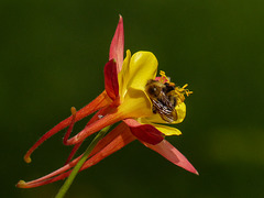 Busy little bee