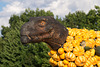 Kürbisschau Krewelshof - Dinosaurier DSC00770