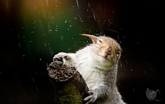 Squirrel in the rain