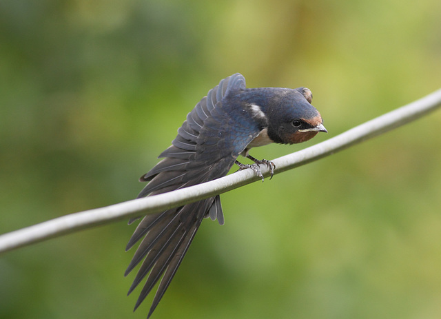 Swallow (Hirundo rustica), juvenile