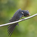 Swallow (Hirundo rustica), juvenile