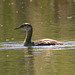 Red-Necked Grebe