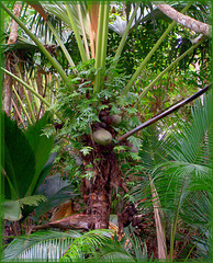 Seychelles : la palma del cocò de mer con i suoi frutti - impiegano 7 anni per arrivare a maturazione con 25 chili di peso