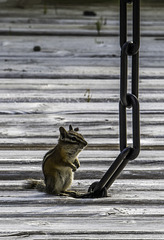 Columbian ground squirrel (© Buelipix)