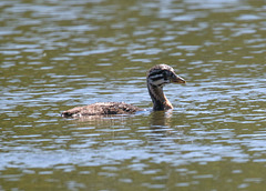 Immature Red-Necked Grebe