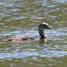 Immature Red-Necked Grebe