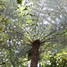 1T0A0950  New Zealand Silver tree fern pip