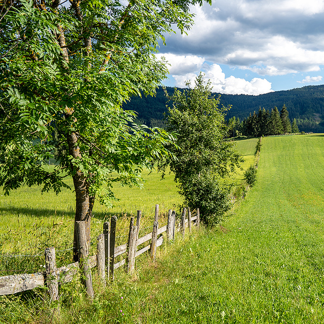 along the fence - HFF!