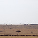 Wildebeest migrating in the Masai Mara