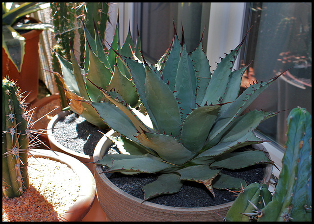 Agave parryi  (1)