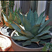 Agave parryi  (1)