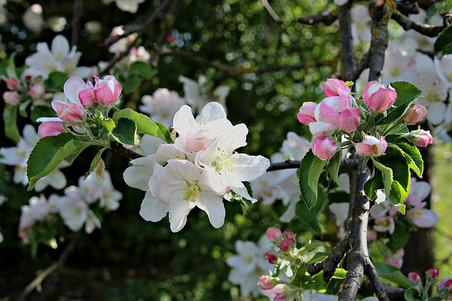 Apfelblüten I