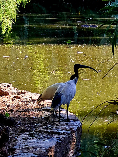 Young ibis begging for food from parent