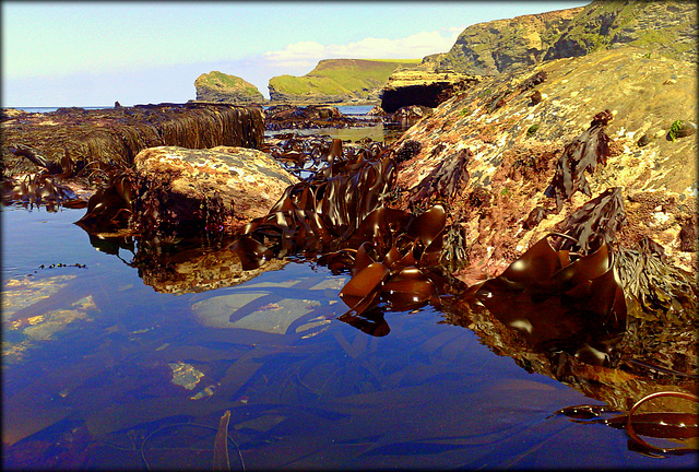 Rock pool, clear water, Basset Cove.
