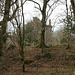 Caerlaverock Castle Through The Trees