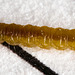 Caterpillar IMG 5912