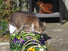 Spring flowers - for Happy Caturday