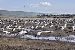 Crane-ocracy – Hula Valley Nature Reserve, Upper Galilee, Israel