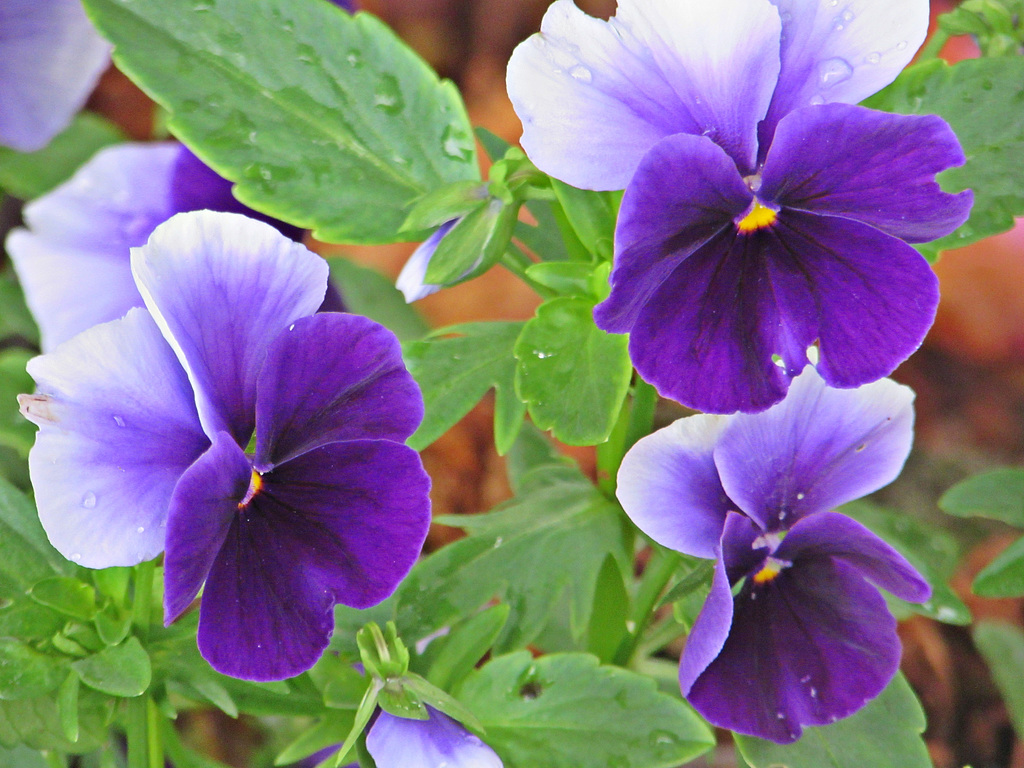 Perfectly Purple Pansies