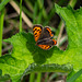 Small Copper Butterfly on green leaf