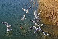 Gulls at Radipole Lake.