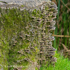 Fungi on tree stump (2)