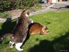 Spring leapfrog? - for Happy Caturday