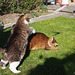 Spring leapfrog? - for Happy Caturday