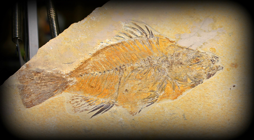 poissons fossilisés du Tertiaire marocain (2)